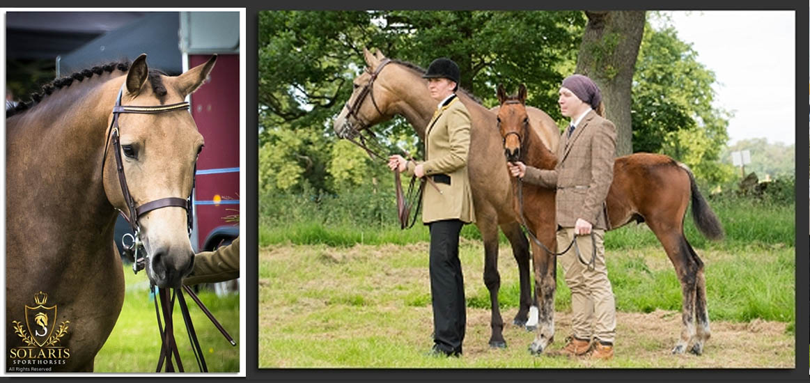 Buckskin Sport Horse Broodmare